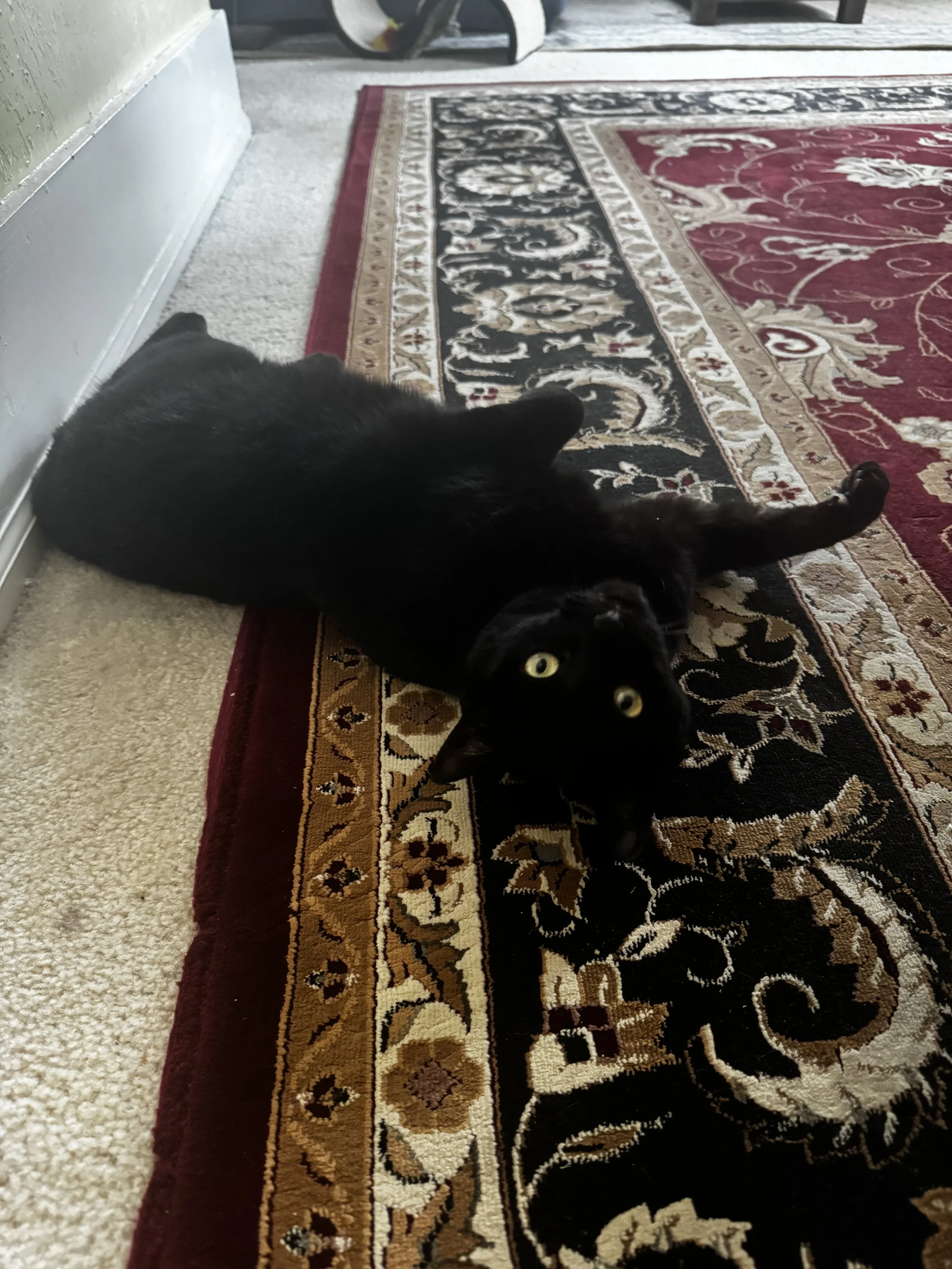 image0 (3).jpeg