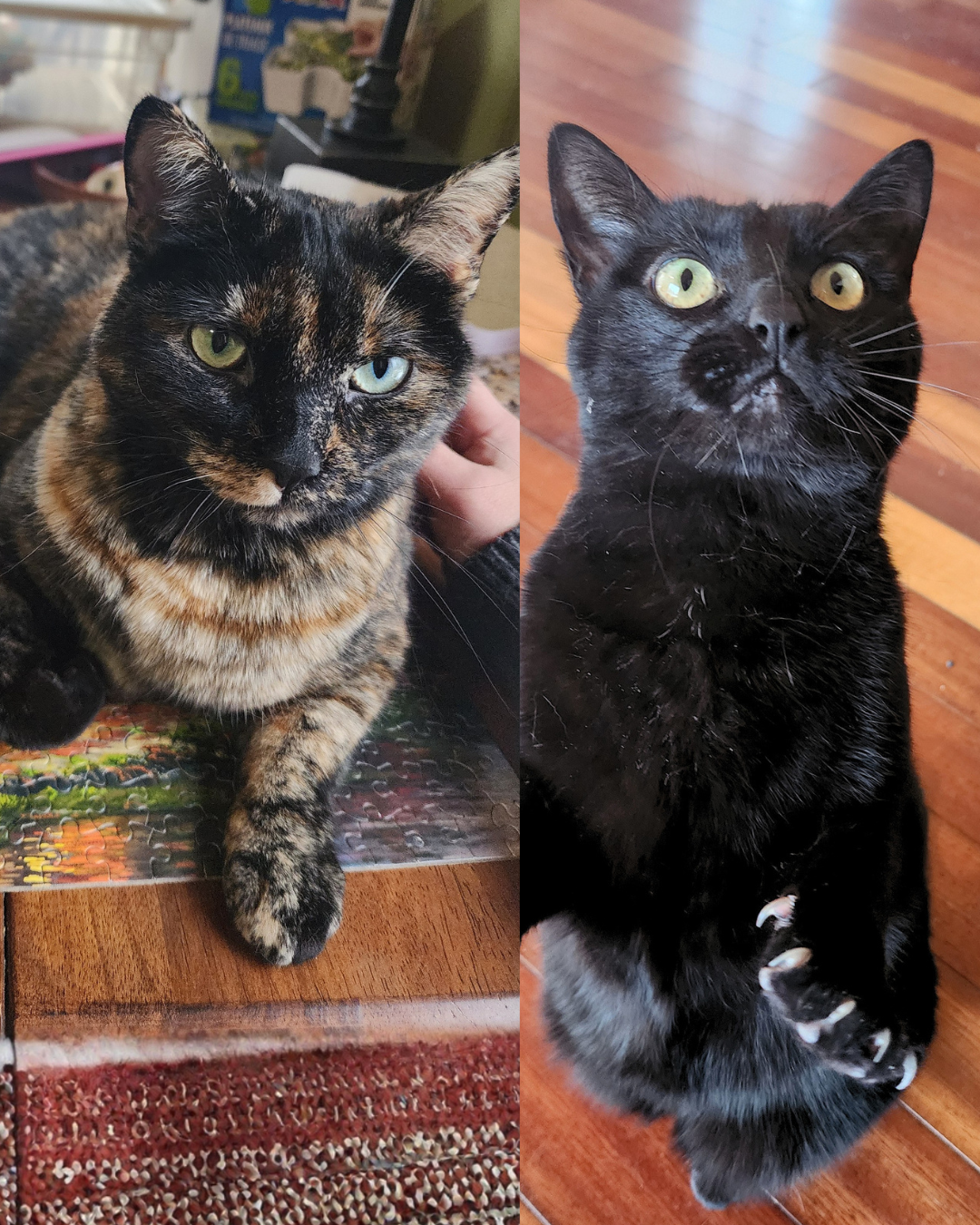 Mali and Cali