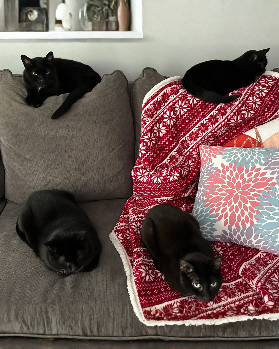 Forest, max, tiny and oliver