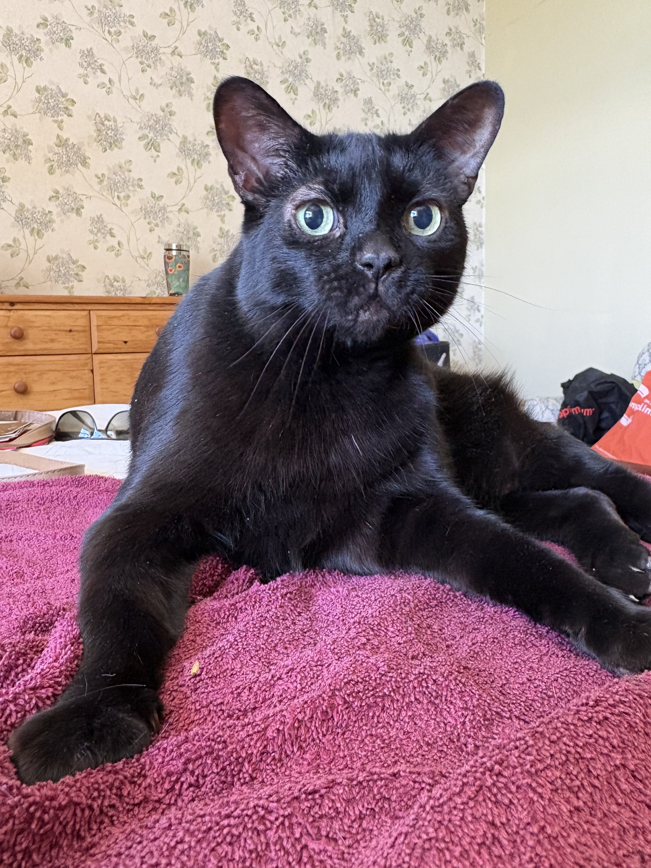 Alphie