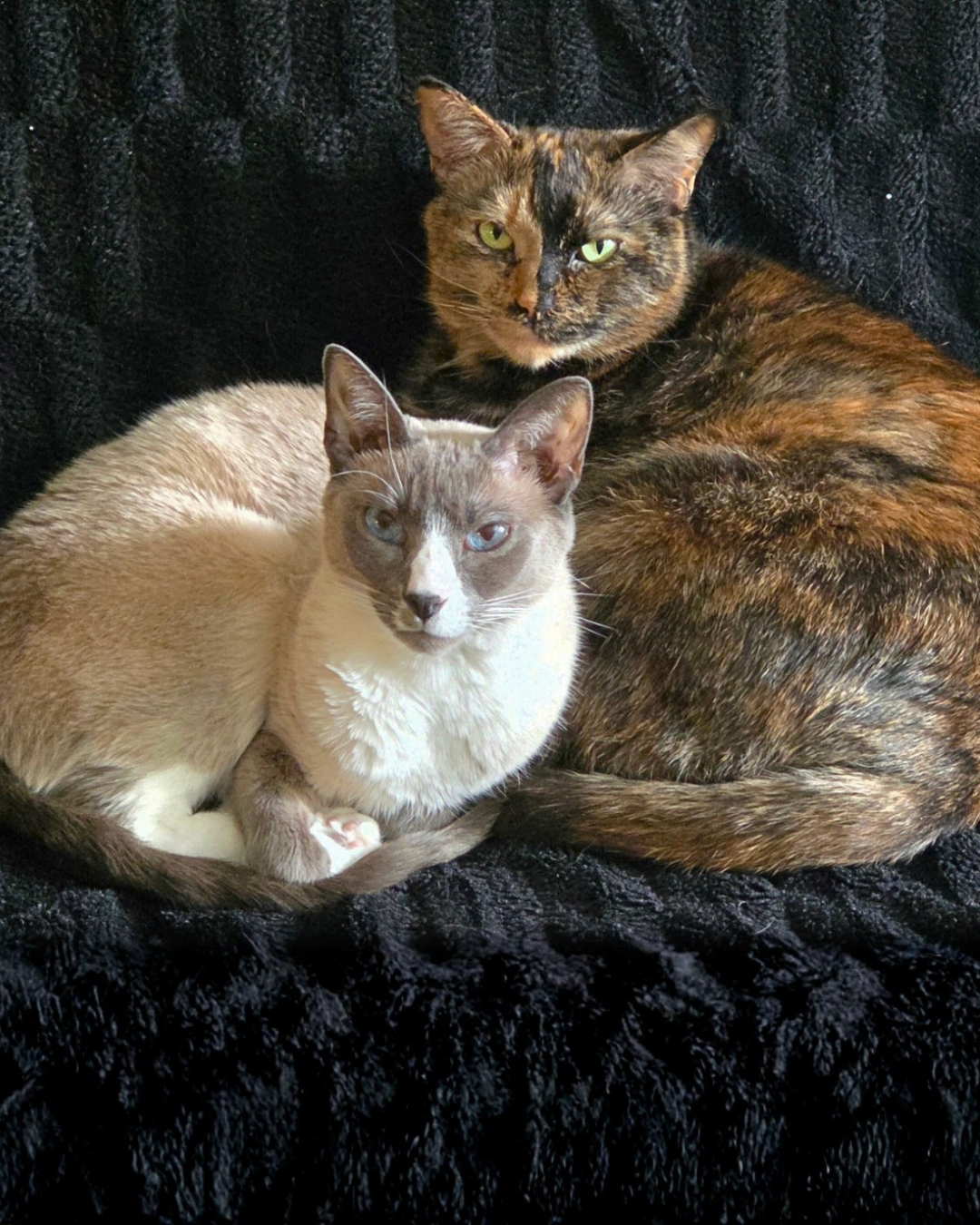 Social Adoptable 3 (23).png