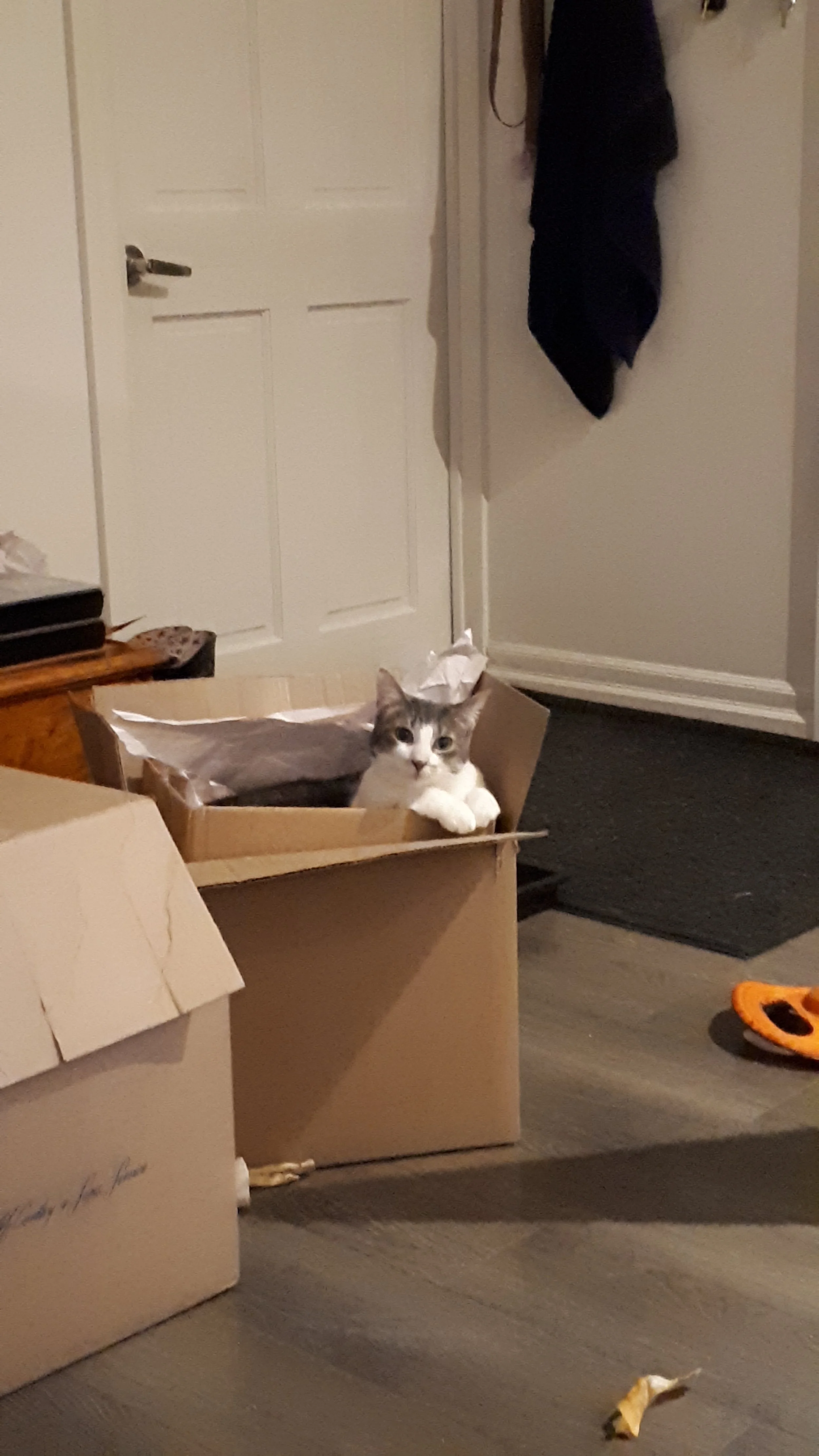 20190202_230945.jpg