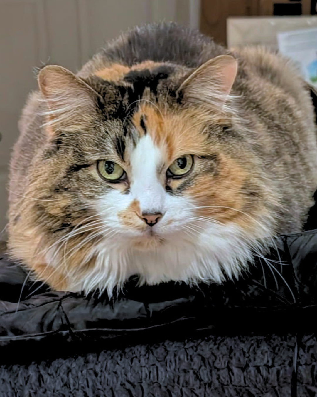 Social Adoptable 3 (41).png