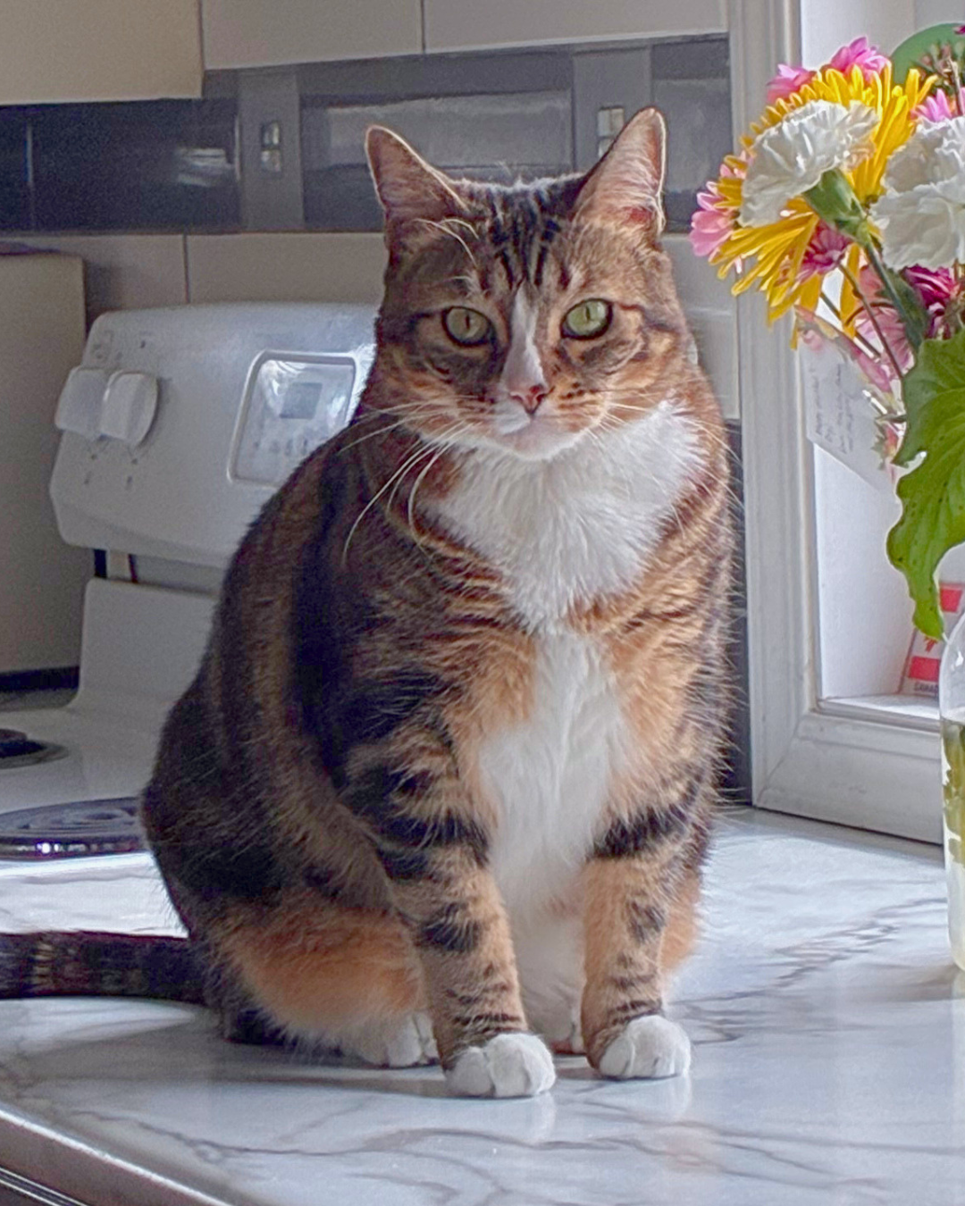 Social Adoptable 3 (42).png