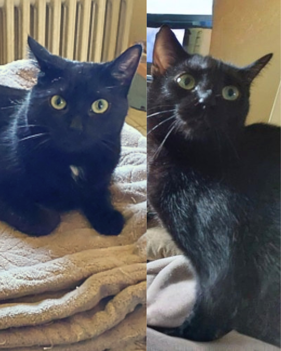 Social Adoptable 3 (52).png