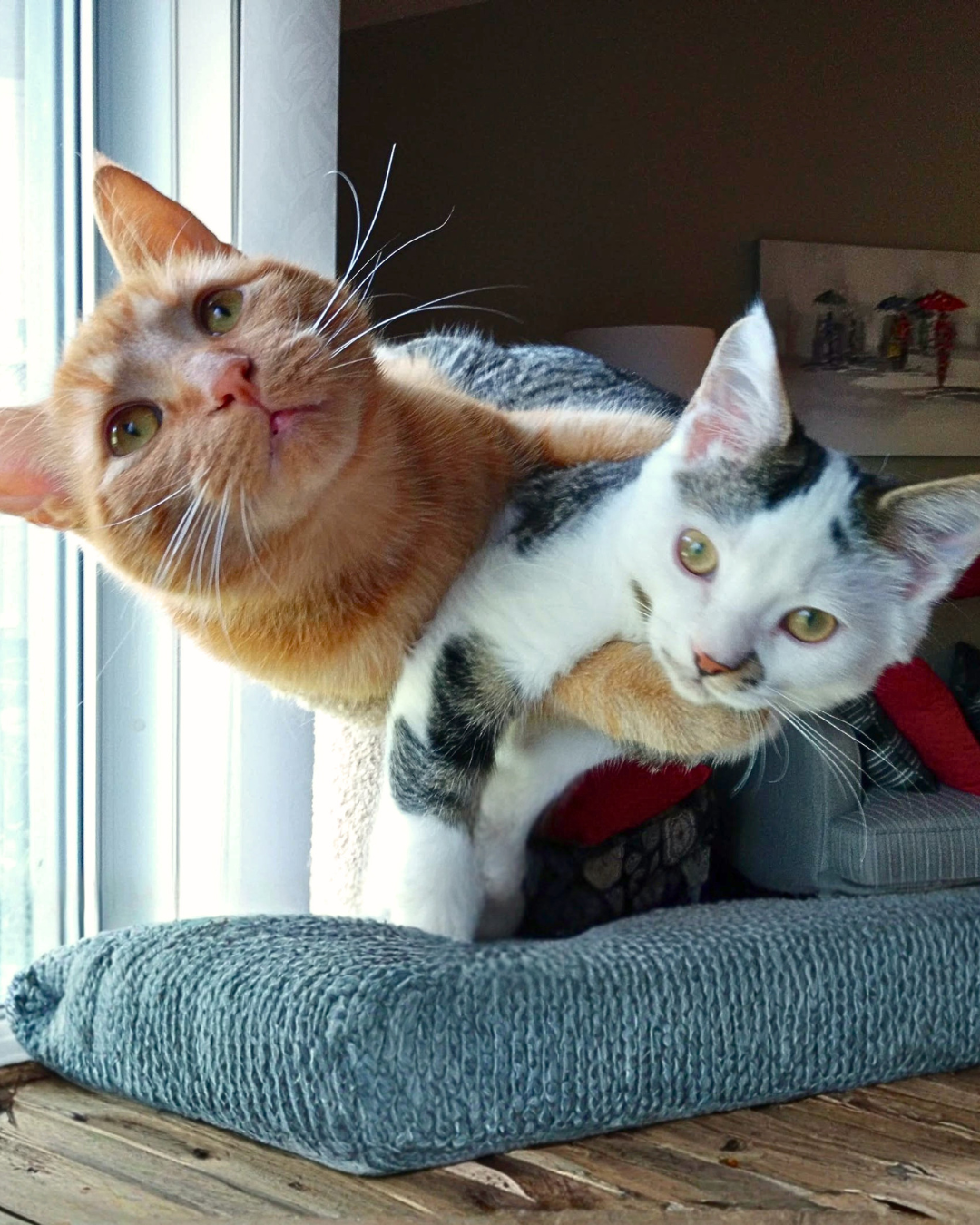 pet CPR courses available across canada
