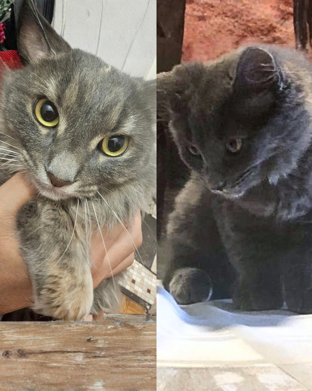 Moko and Zain