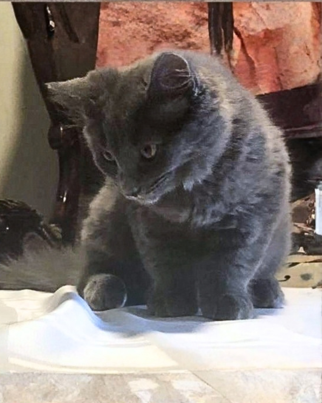 Social Adoptable 3 (92).png