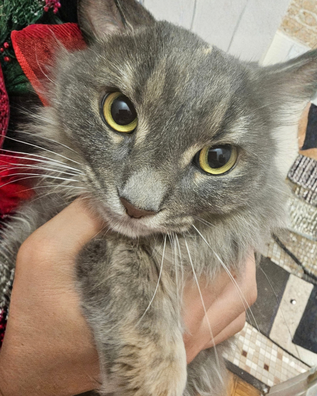Social Adoptable 3 (93).png