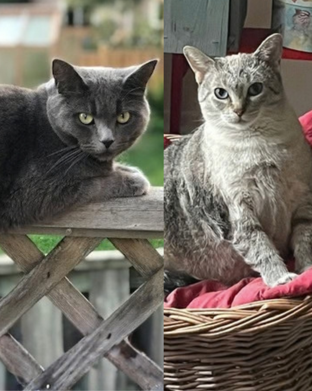 Cinnamon and Darla