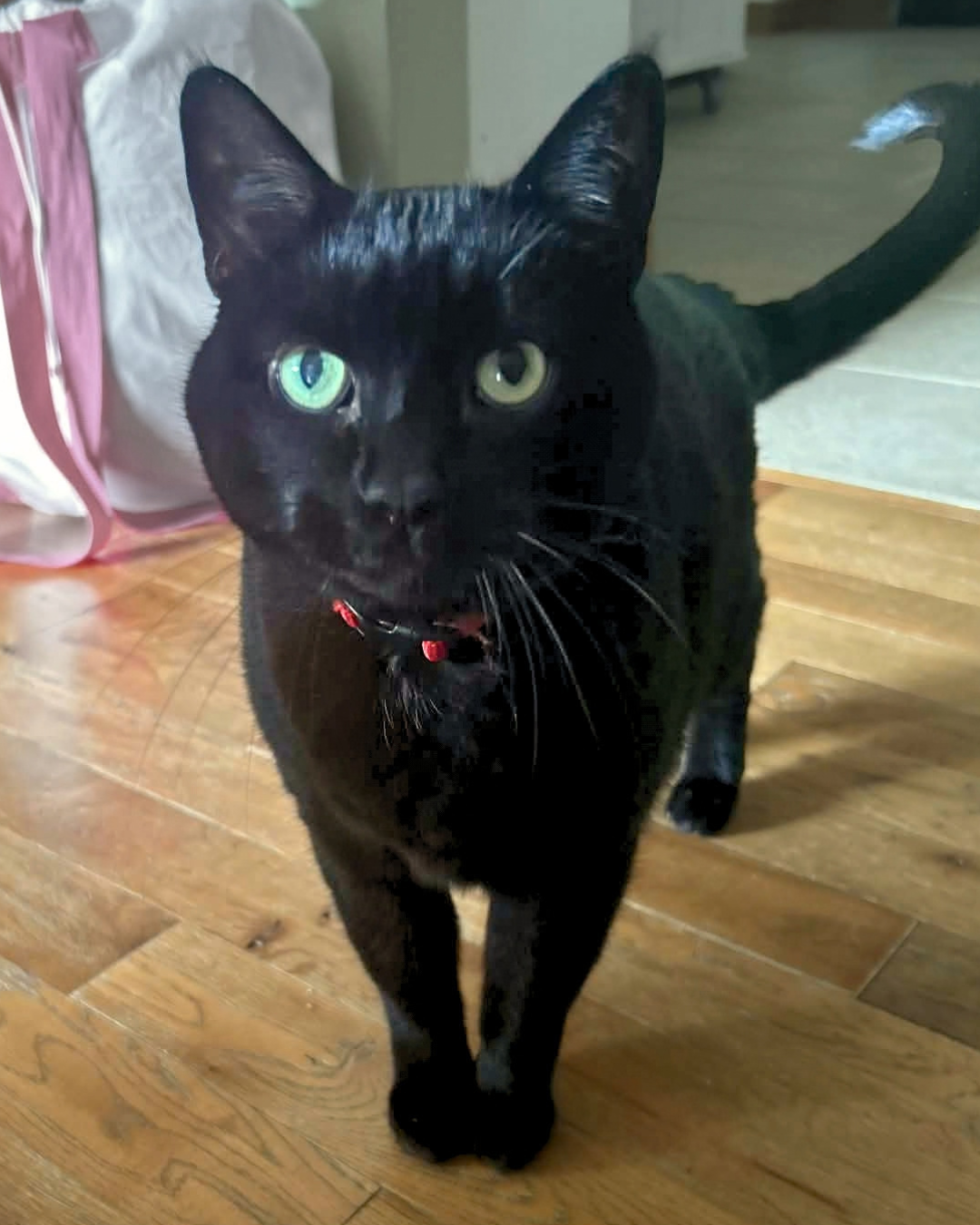 Social Adoptable 3 (97).png