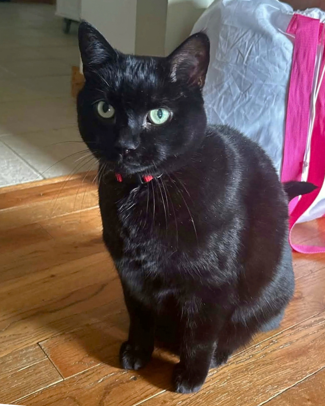 Social Adoptable 3 (98).png