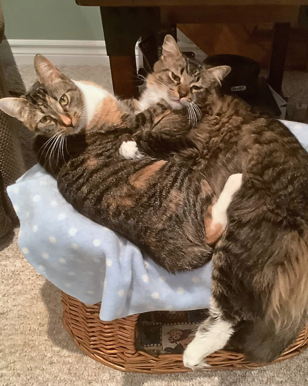 Social Adoptable 3 (97).png