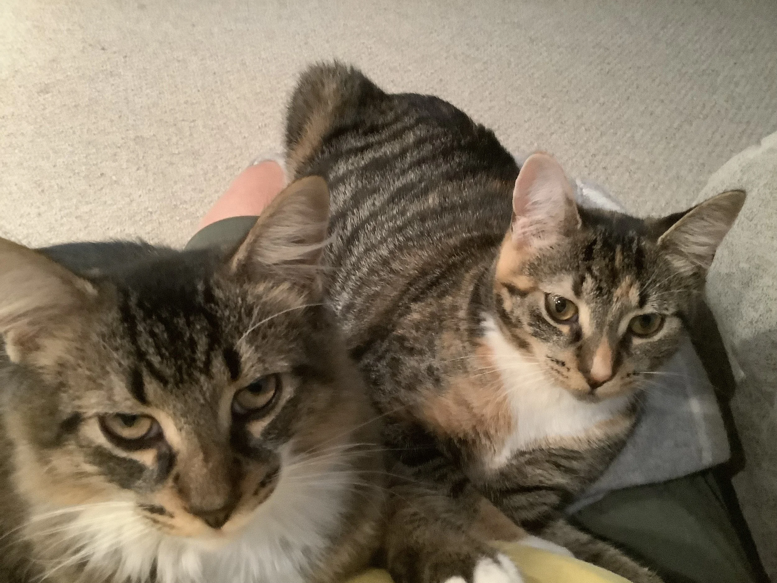 Best Buddies.JPG