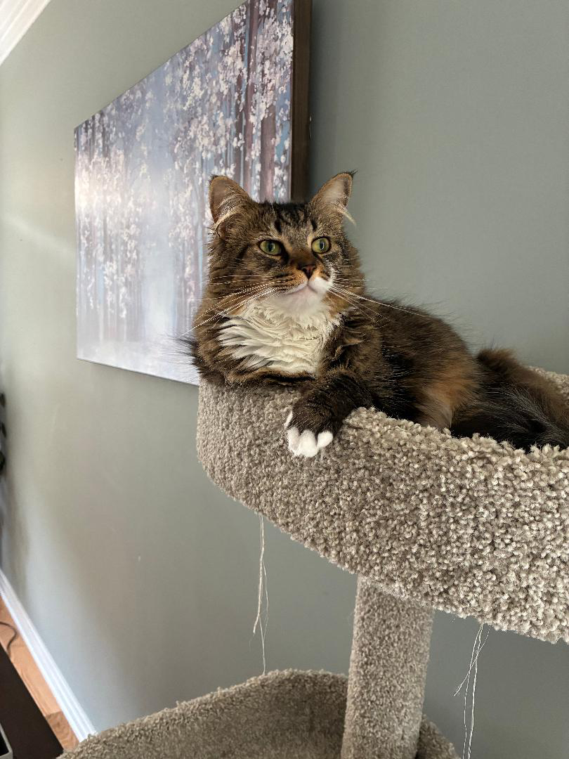 Thor on the cat tree.JPG