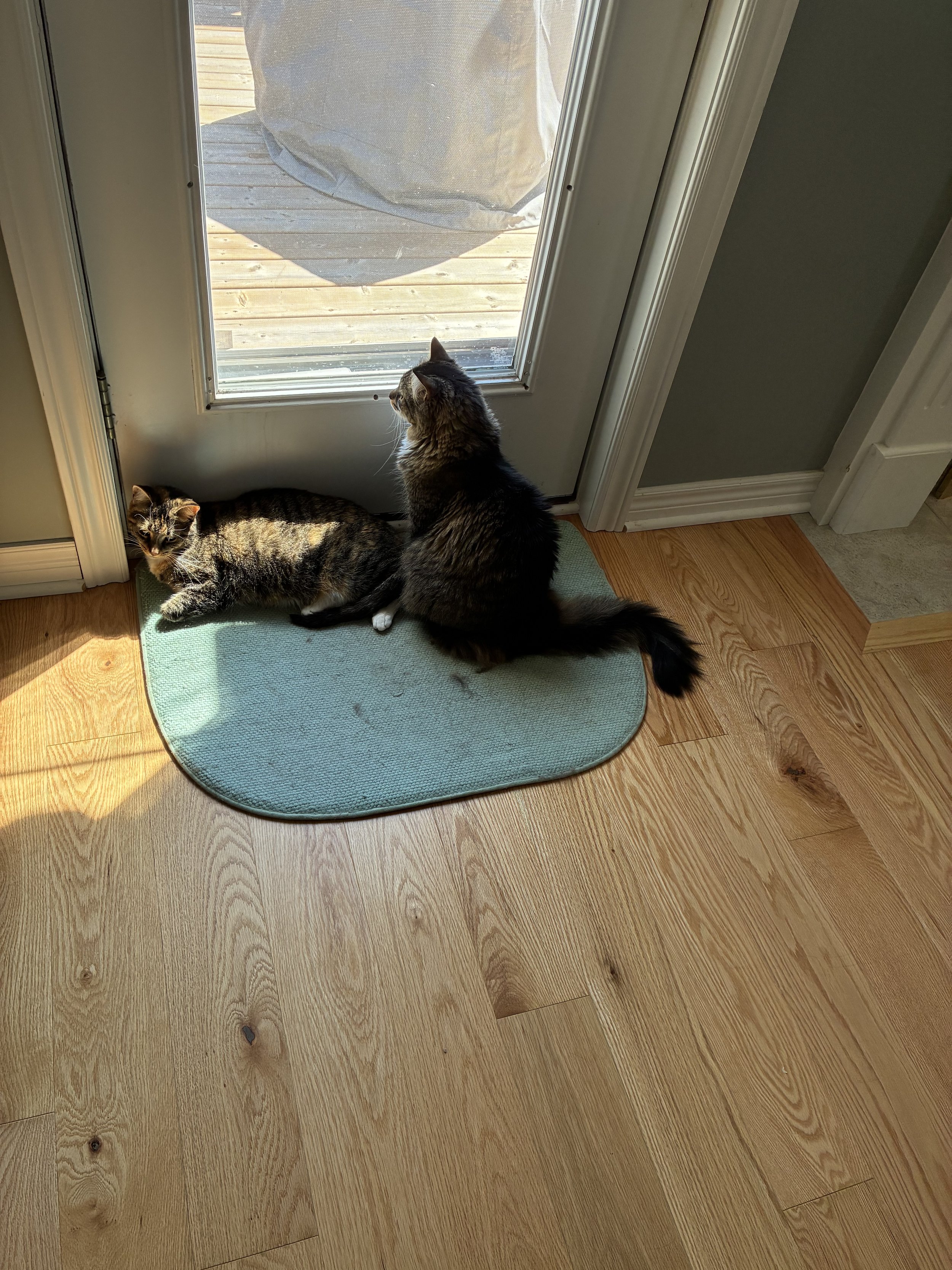 Tille & Thor at the back door.JPG