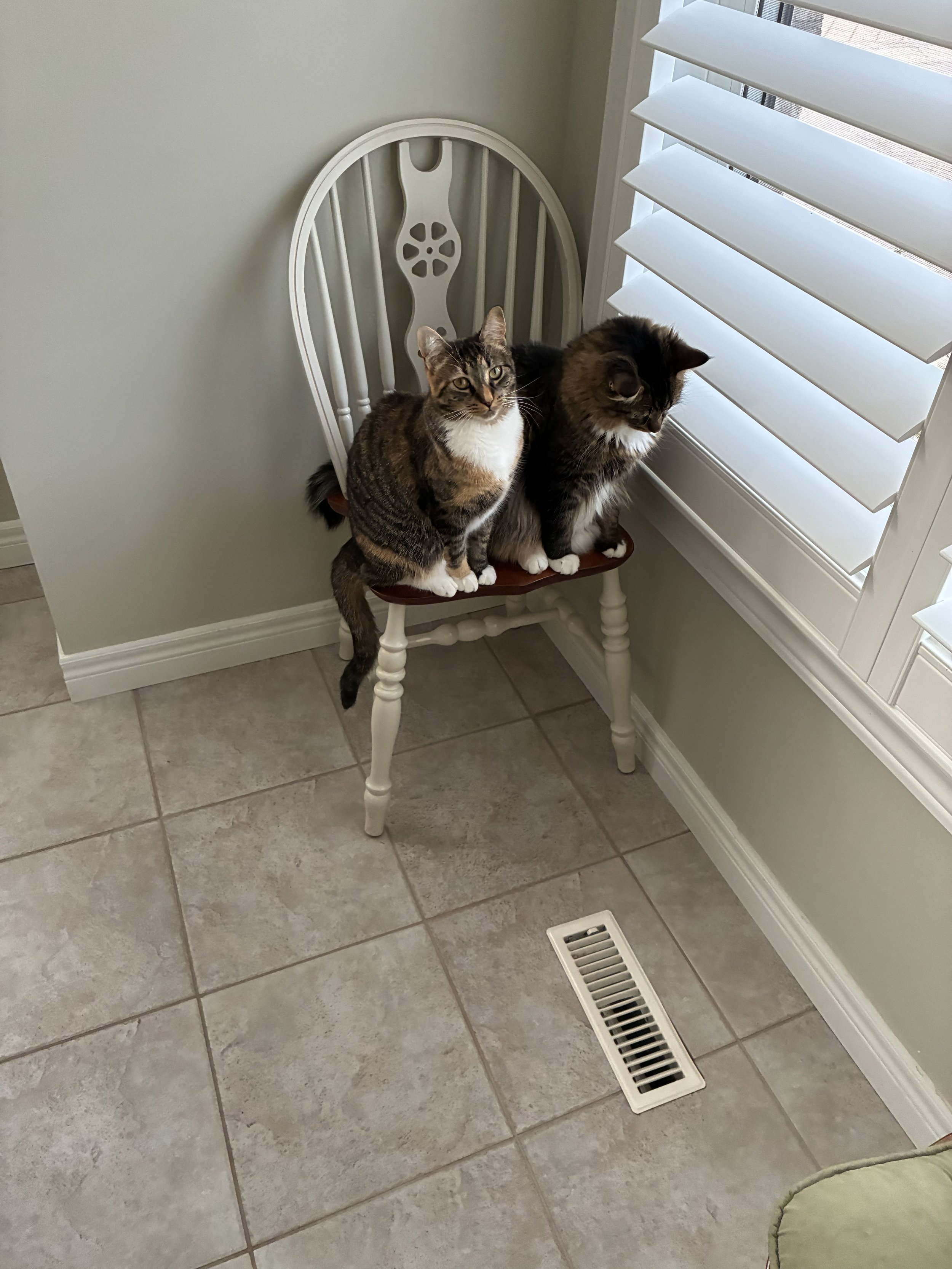 Tillie & Thor at the window.JPG