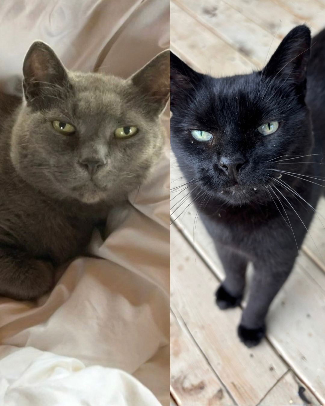 Social Adoptable 3 (98).png