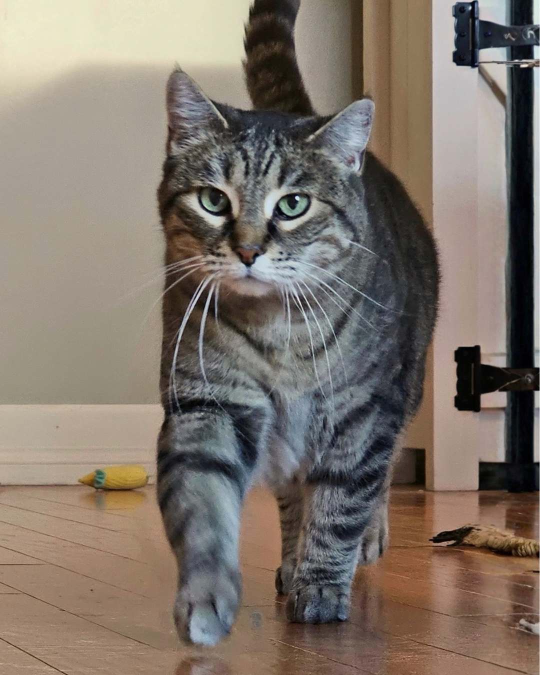 Social Adoptable 3 - 2026-10-01T150728.684.png