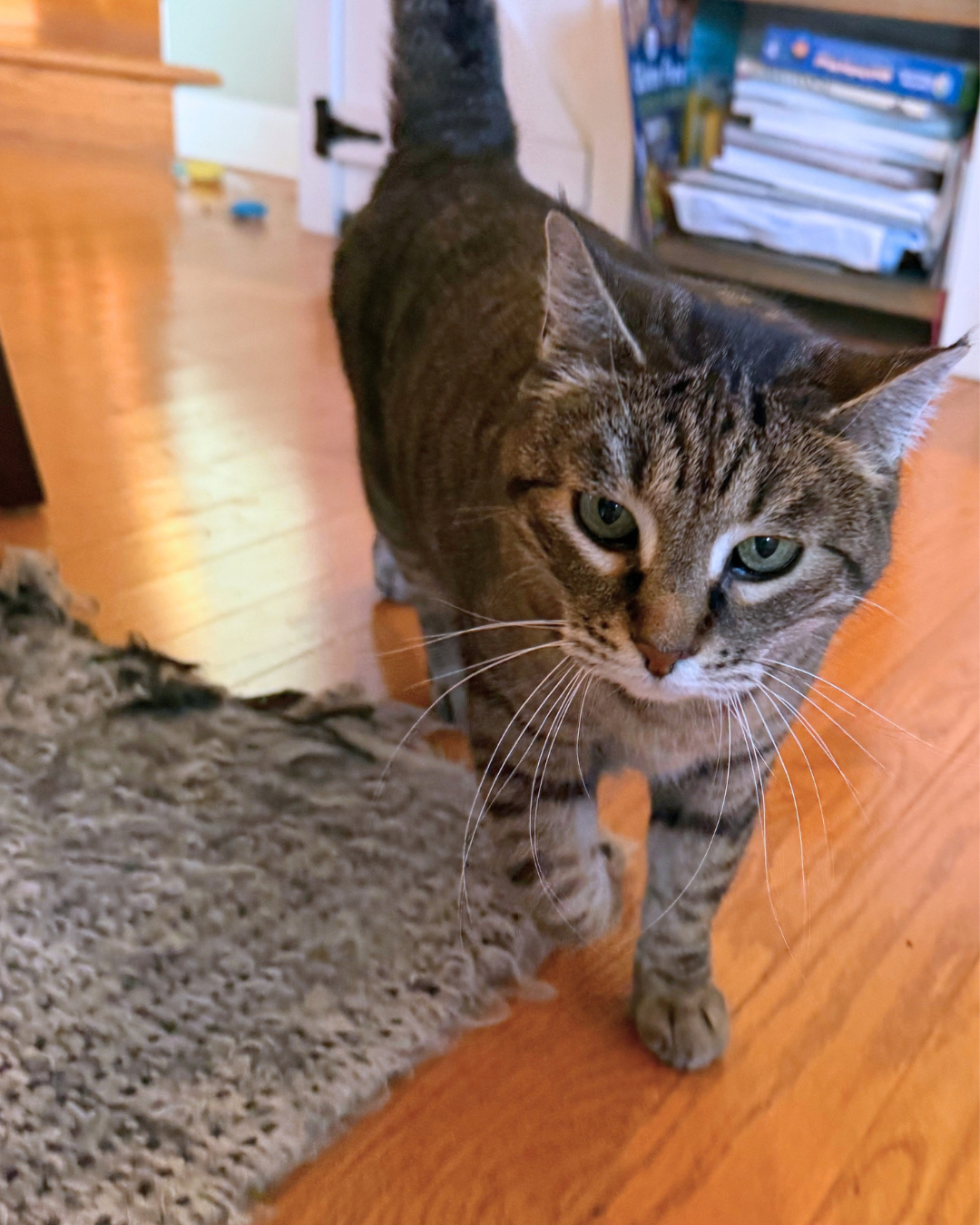 Social Adoptable 3 - 2026-10-01T150740.203.png