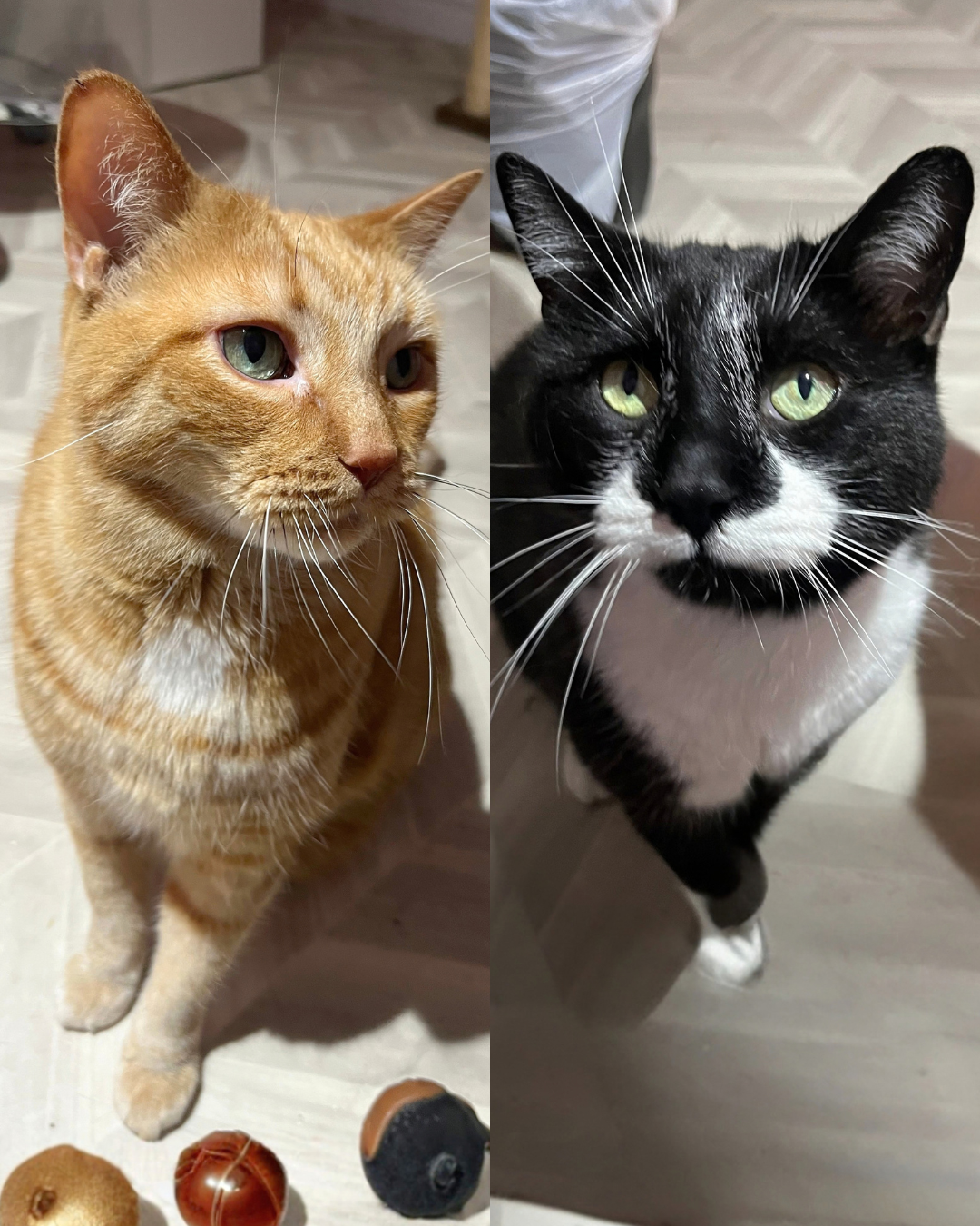 Tigger and boots