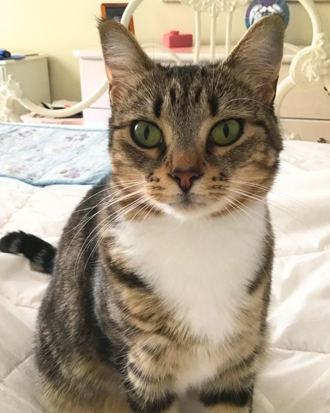 Social Adoptable 3 - 2026-10-06T144610.740.png