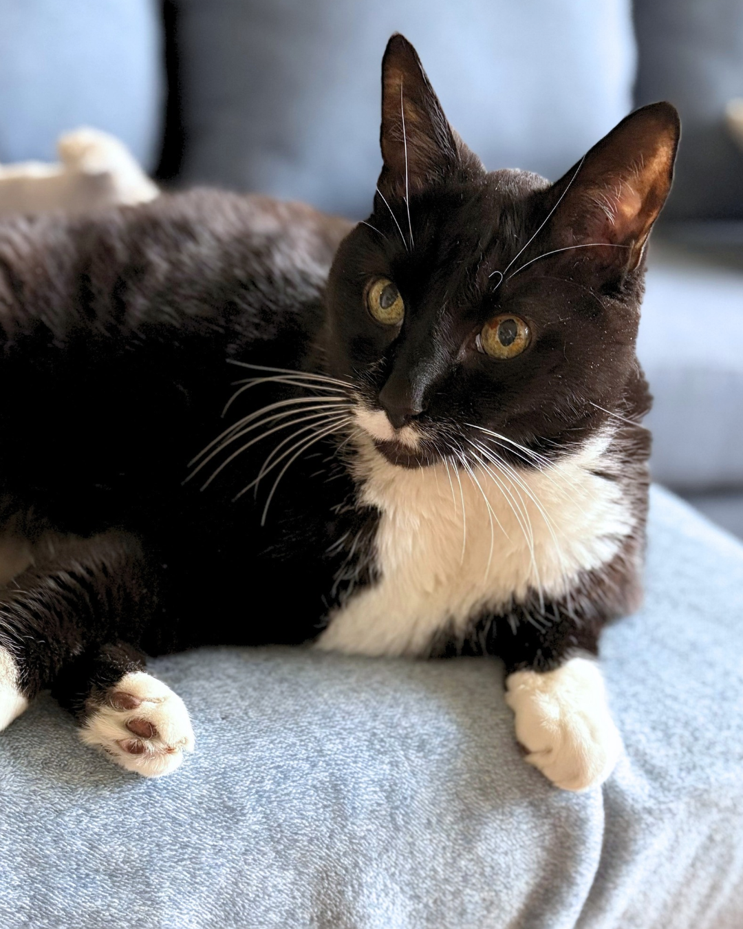 Social Adoptable 3 - 2026-10-18T102456.000.png