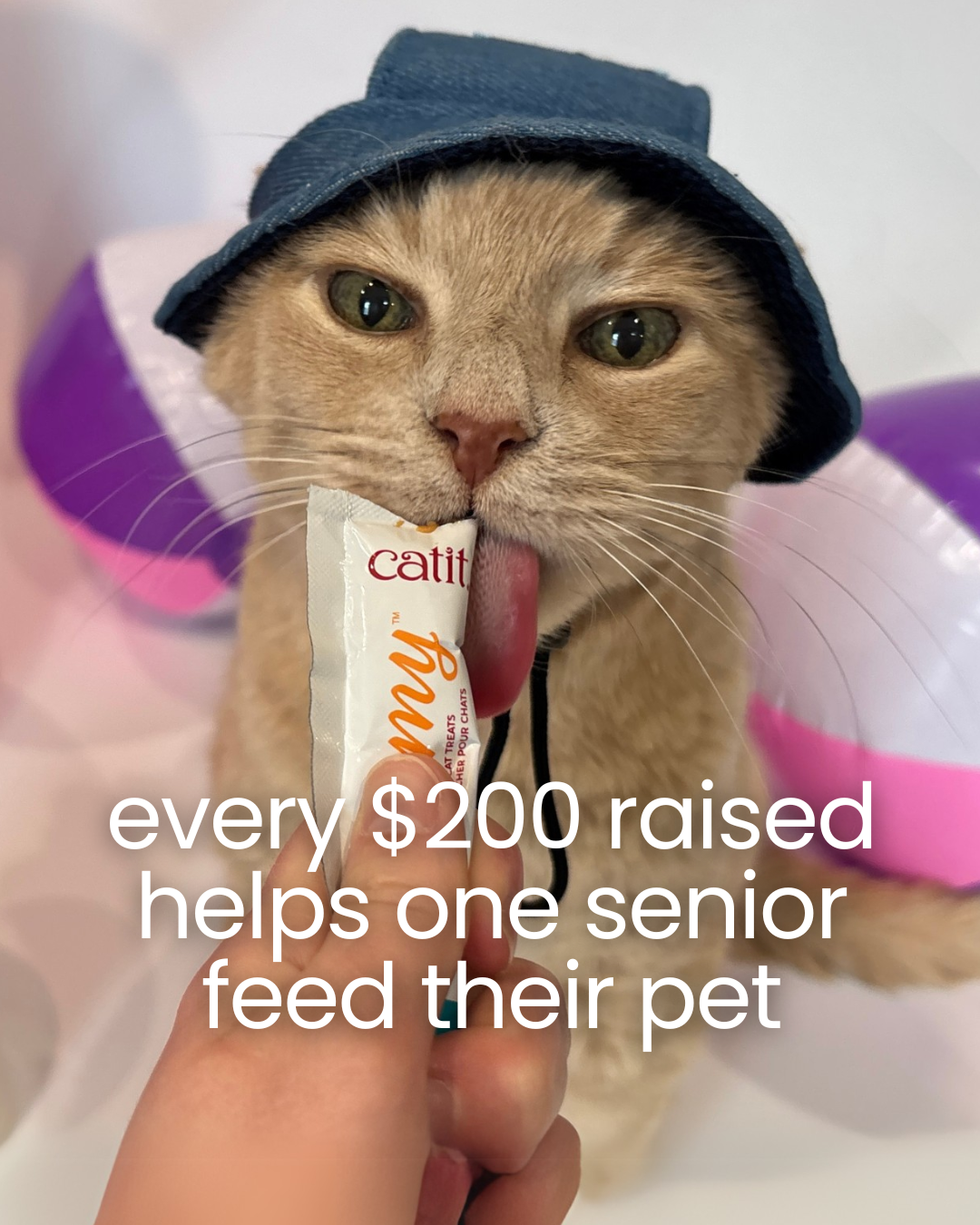 support our pet pantry — My Grandfather's Cat