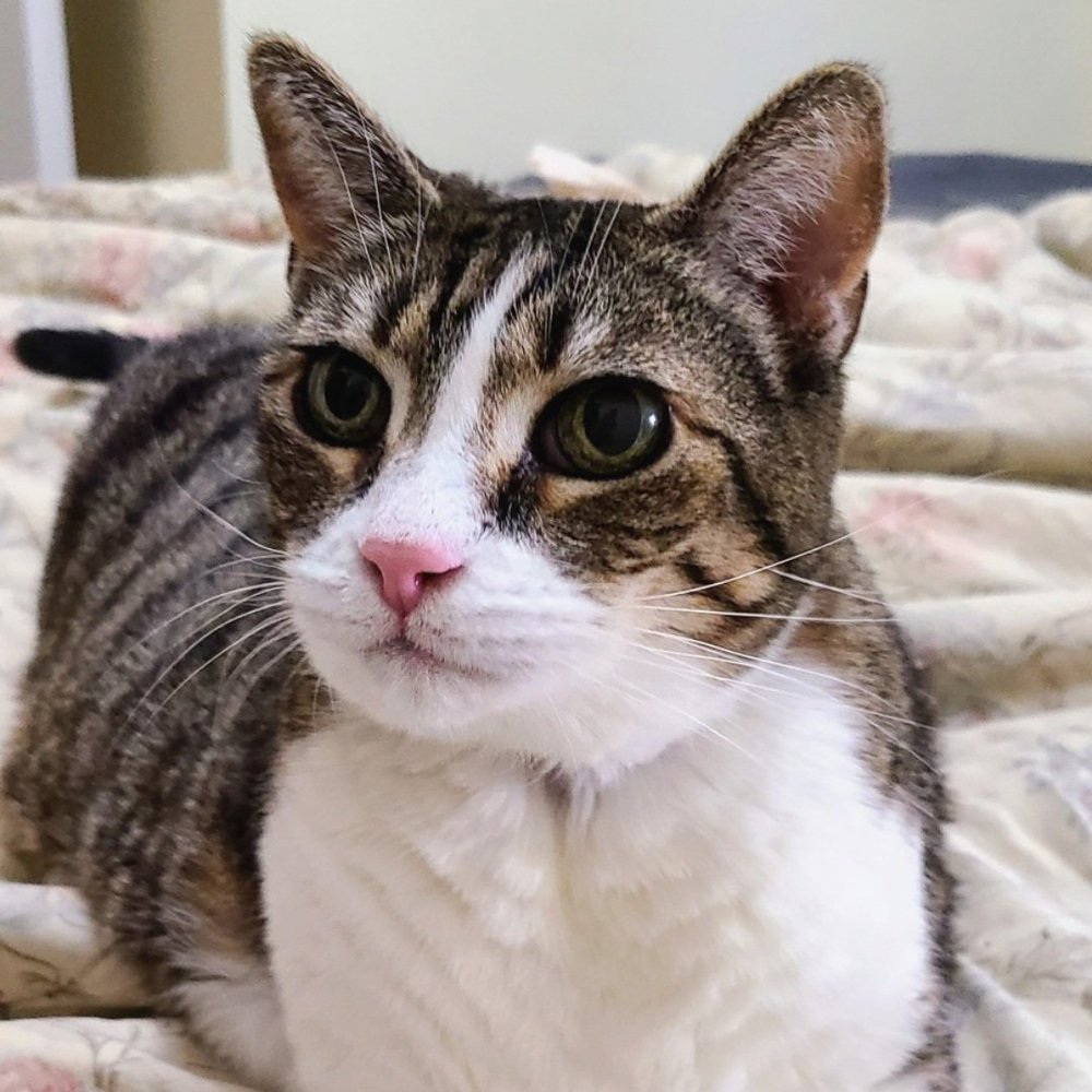 donate — My Grandfather's Cat