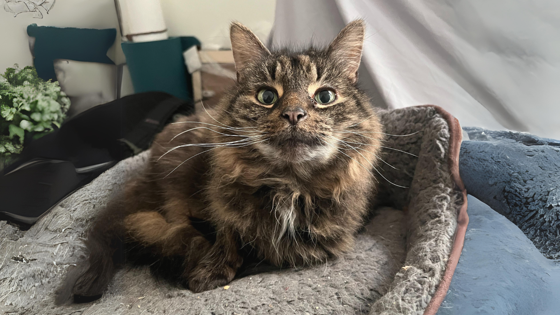 My Grandfather's Cat