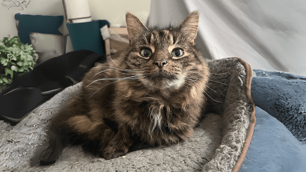 My Grandfather's Cat