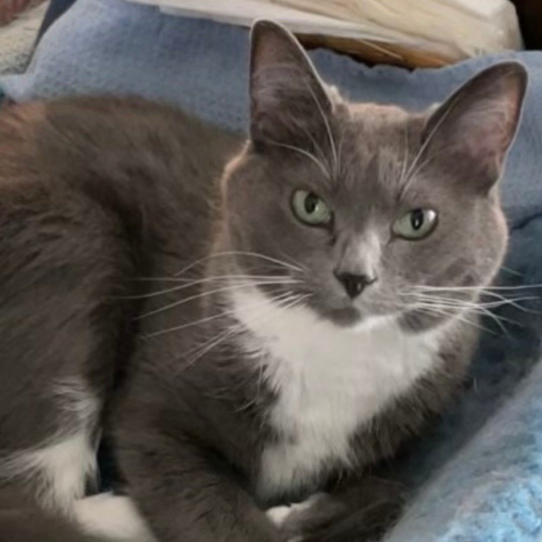 My Grandfather's Cat