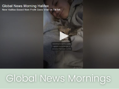 media — My Grandfather's Cat