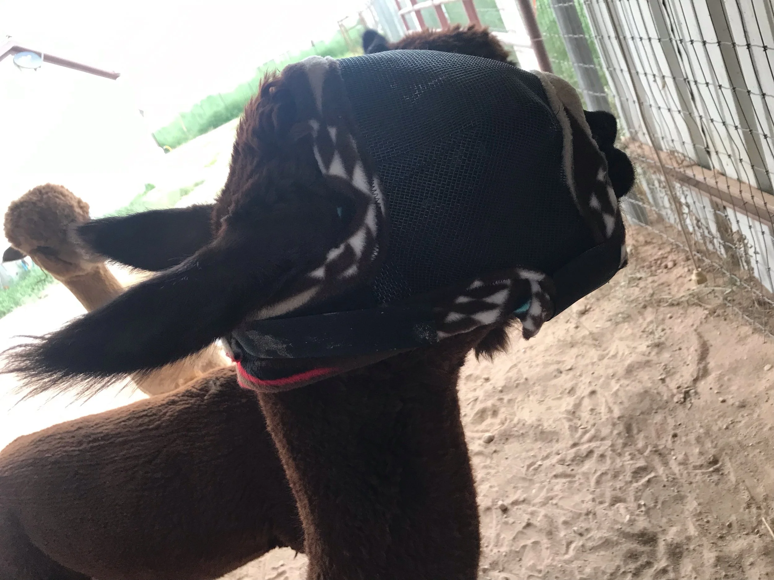 Alpaca Mask 1.jpeg