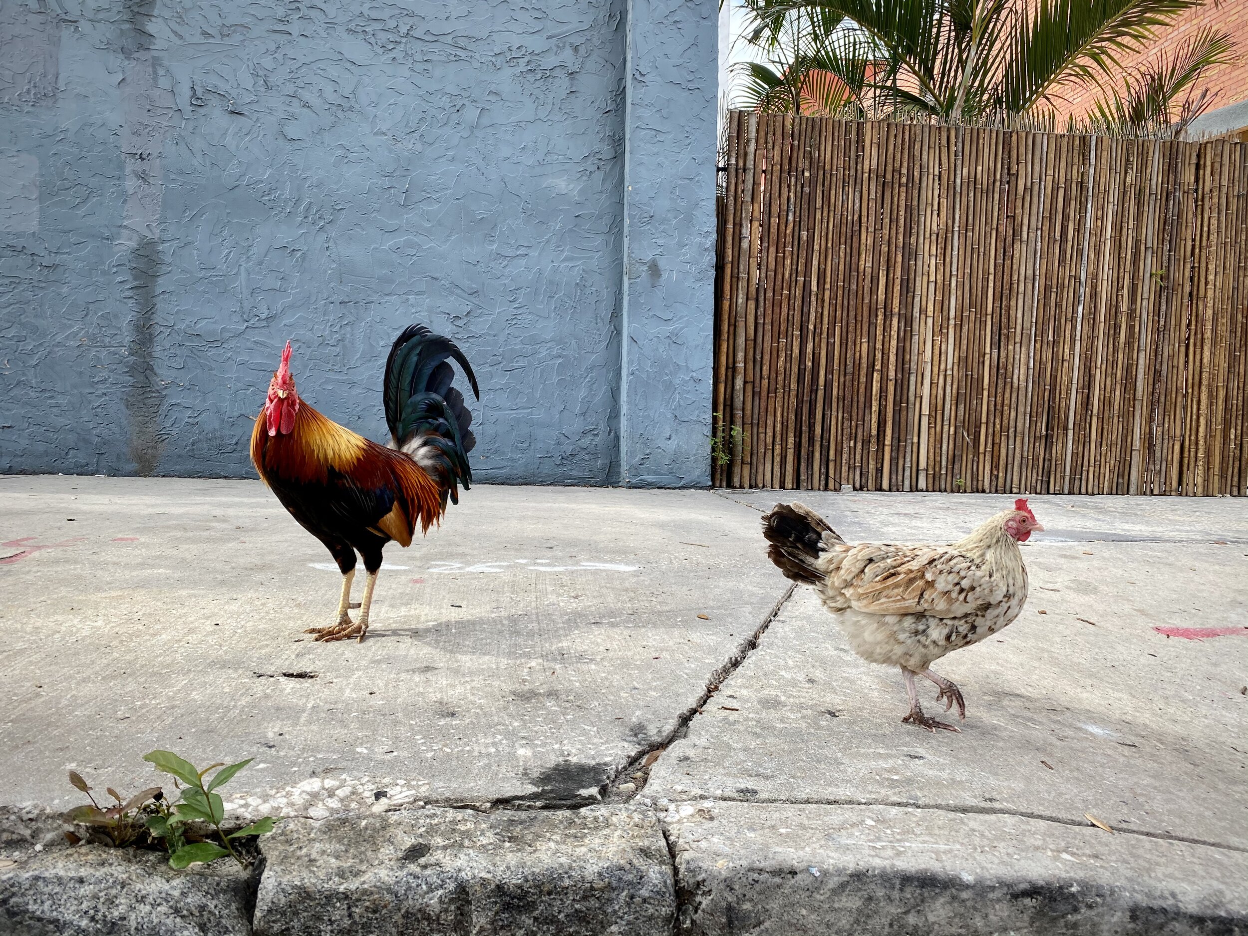 Tampa...Covered in Cocks