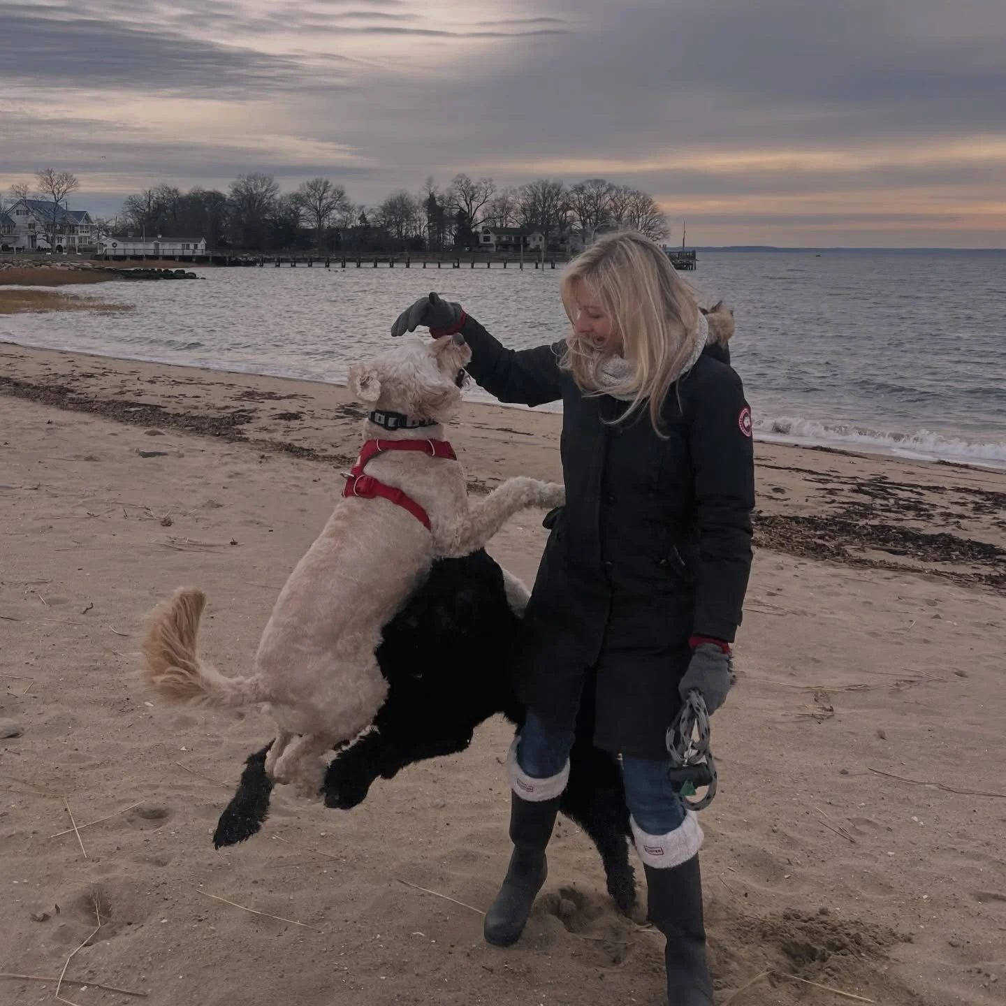 When the dogs have all the energy of toddlers waiting for Santa. Merry Christmas to all those who celebrate! 

#christmasmorning🎄