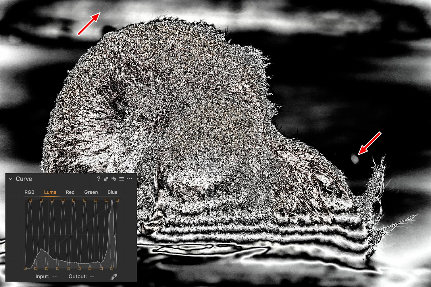Visualize Spots: Reveal Dust Spots in Capture one Pro — Samir Zarrouk ...