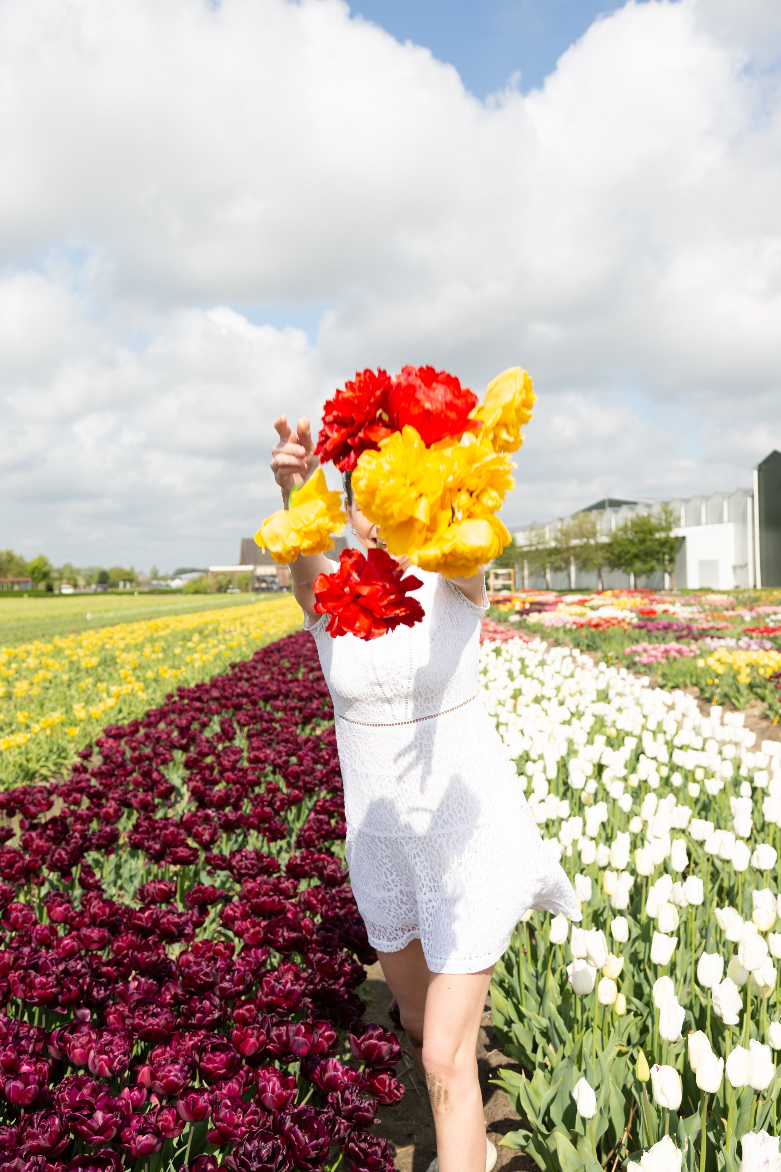 Tulip fields