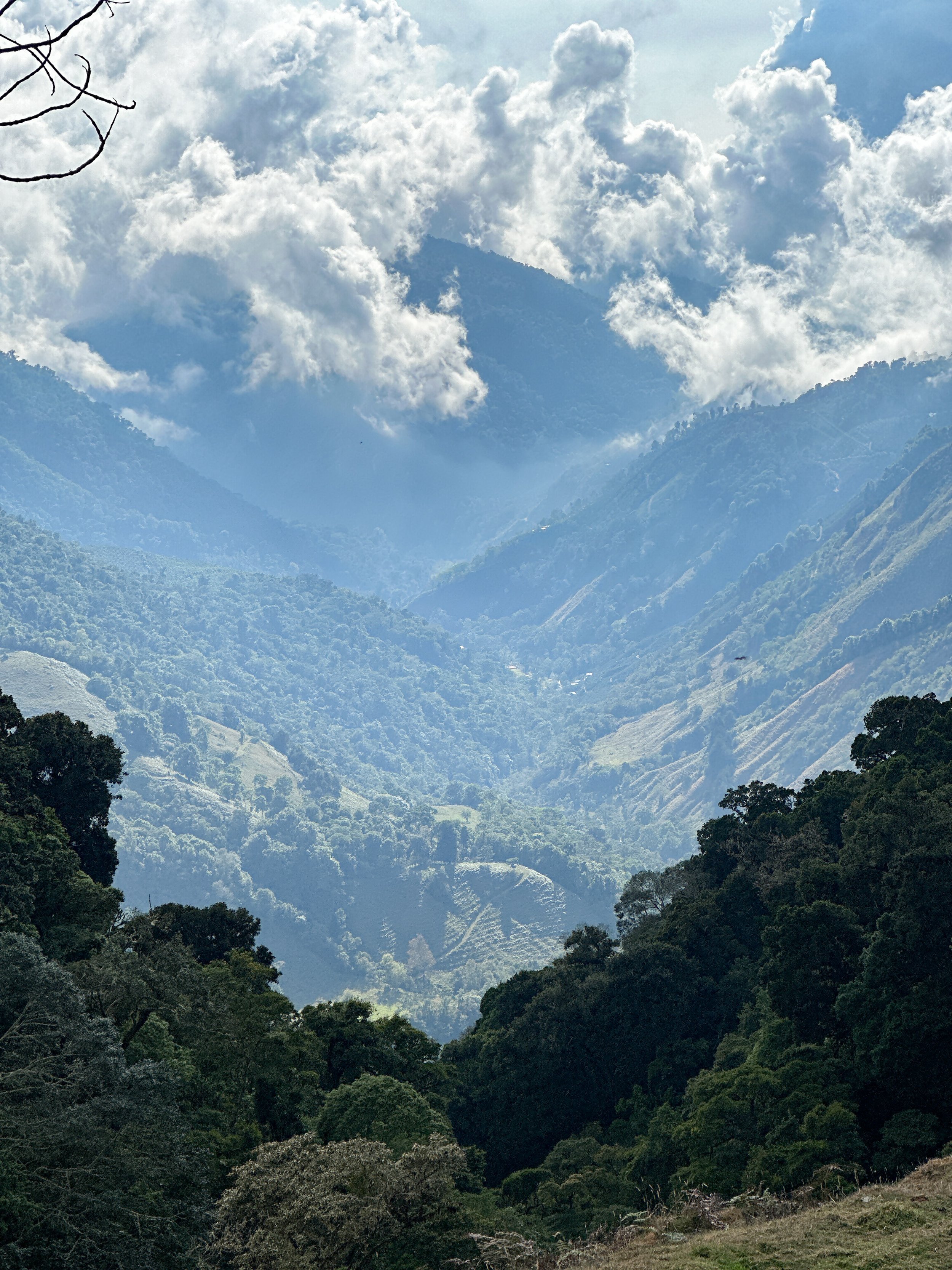 Cafe_Imports_Costa_Rica_Ivan_Solis_Micromill-28-2024-06-11-202822.jpg