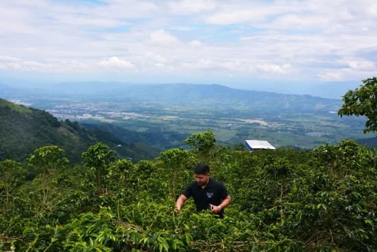 Cafe_Imports_Colombia_Diego_Parra_Beltran-1-2026-07-08-175806.jpg