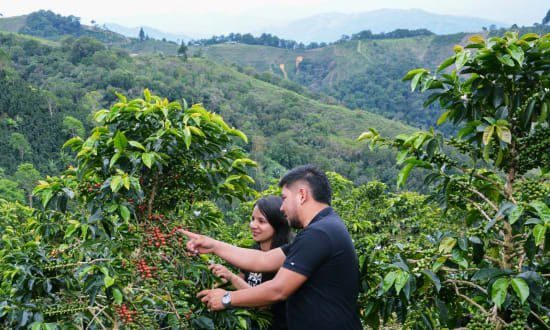 Cafe_Imports_Colombia_Diego_Parra_Beltran-2-2026-07-08-175806.jpg