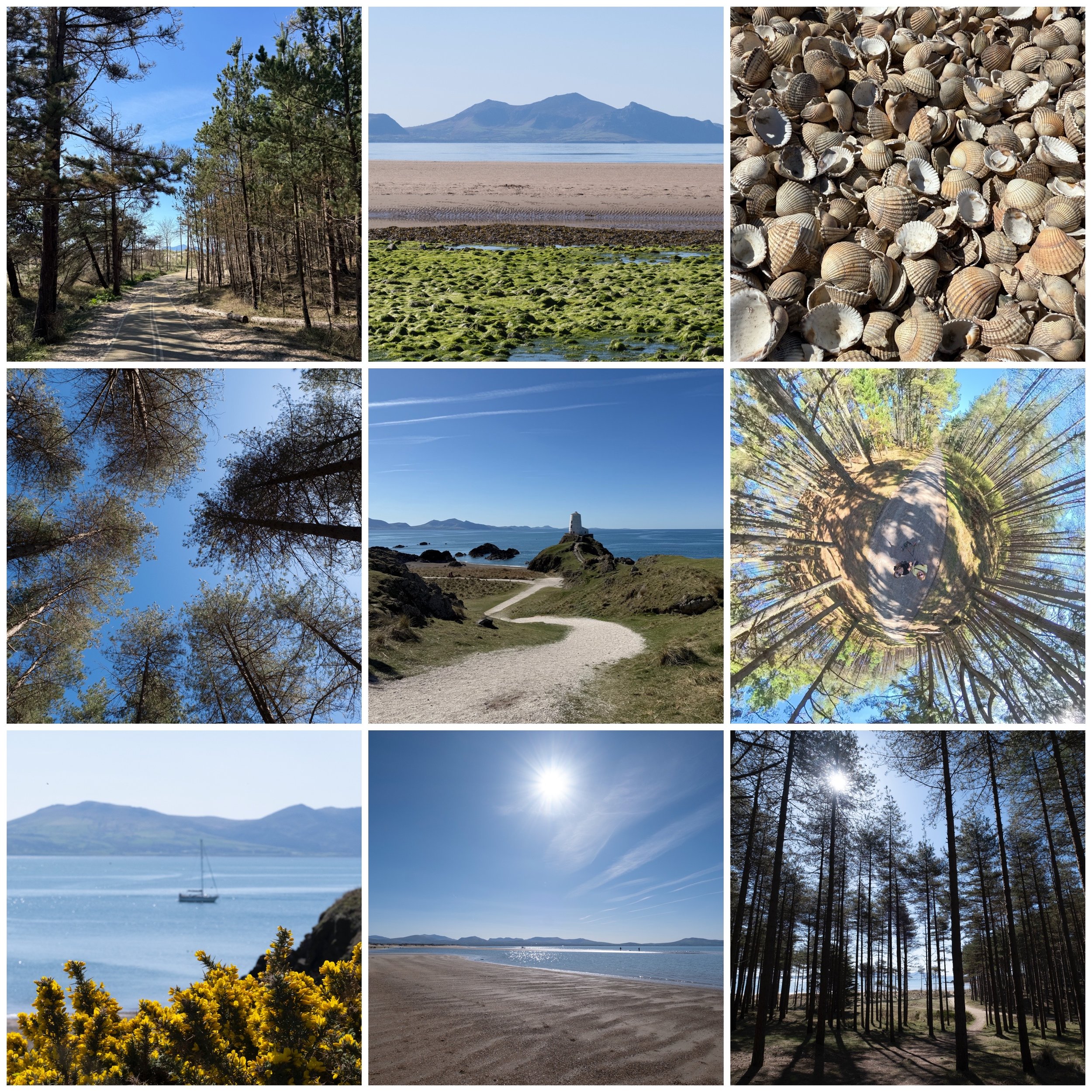 Collage of nature scenes including forest trails, coastal views with mountains, seashells, a view from the forest canopy, a lighthouse near the coast, a tropical beach, and a forest with tall trees.