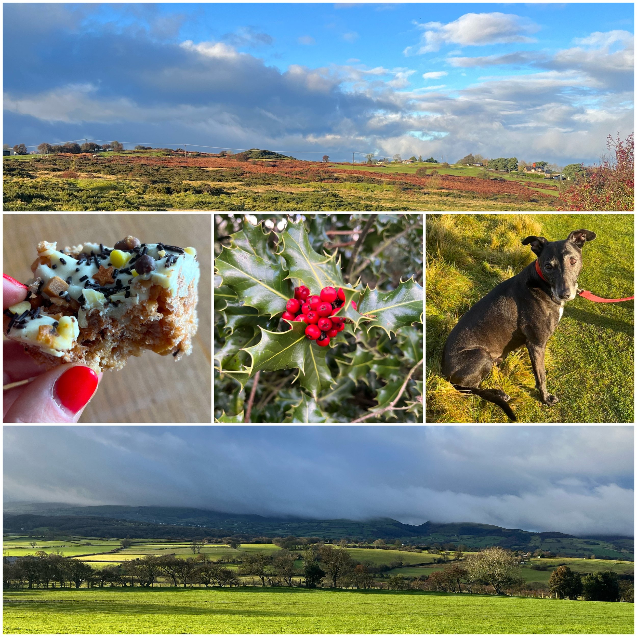 Scenic landscape with rolling hills and cloudy sky, holly plant with red berries, a dog sitting on grass, a partially eaten festive cookie with sprinkles, and a view of distant mountains and fields.