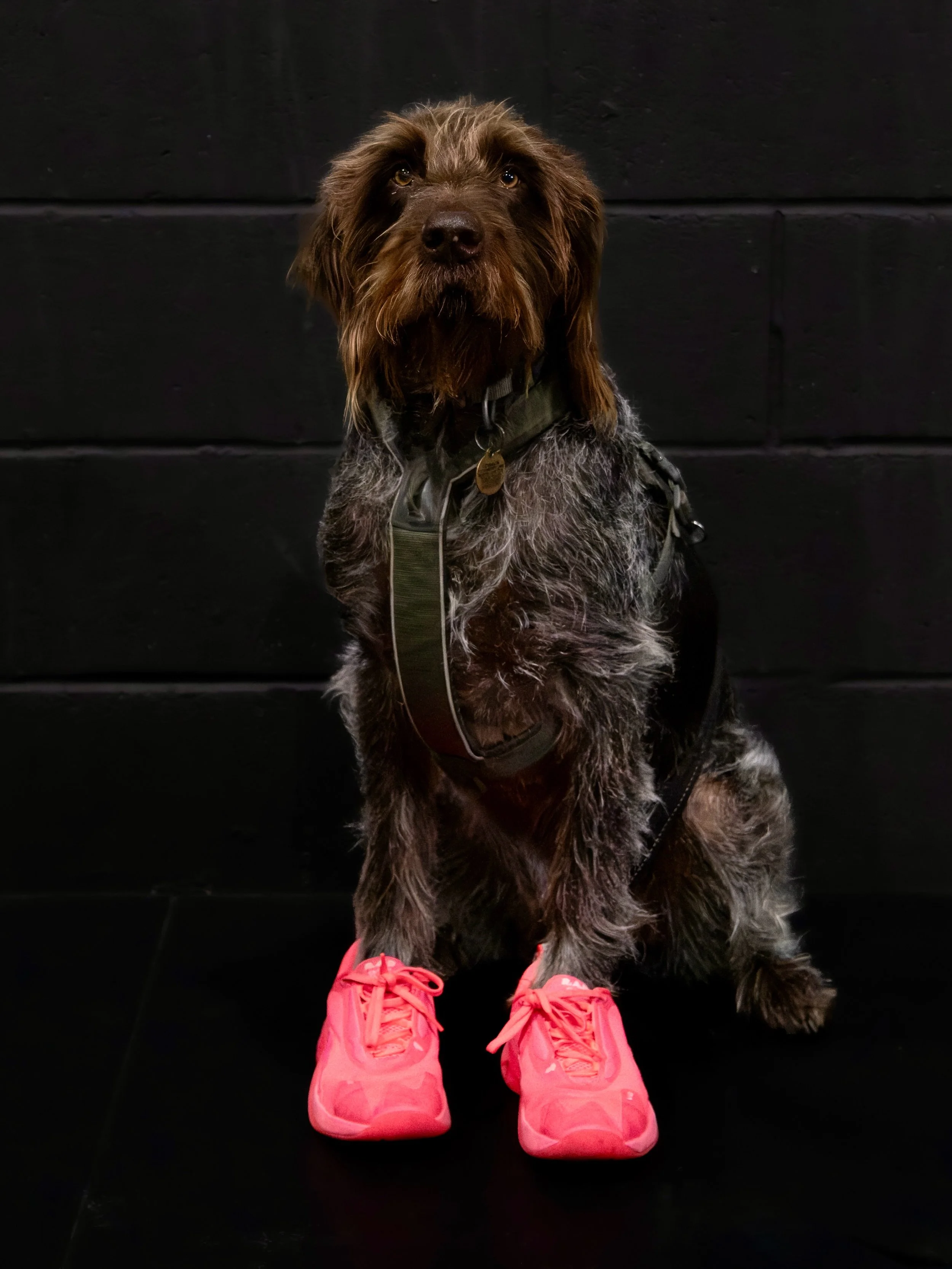 Otto 🐶 in pink RADs 🩷 what more could you want? 🏋️&zwj;♀️

@rad_global @strengthandperformancefitness @heavytape