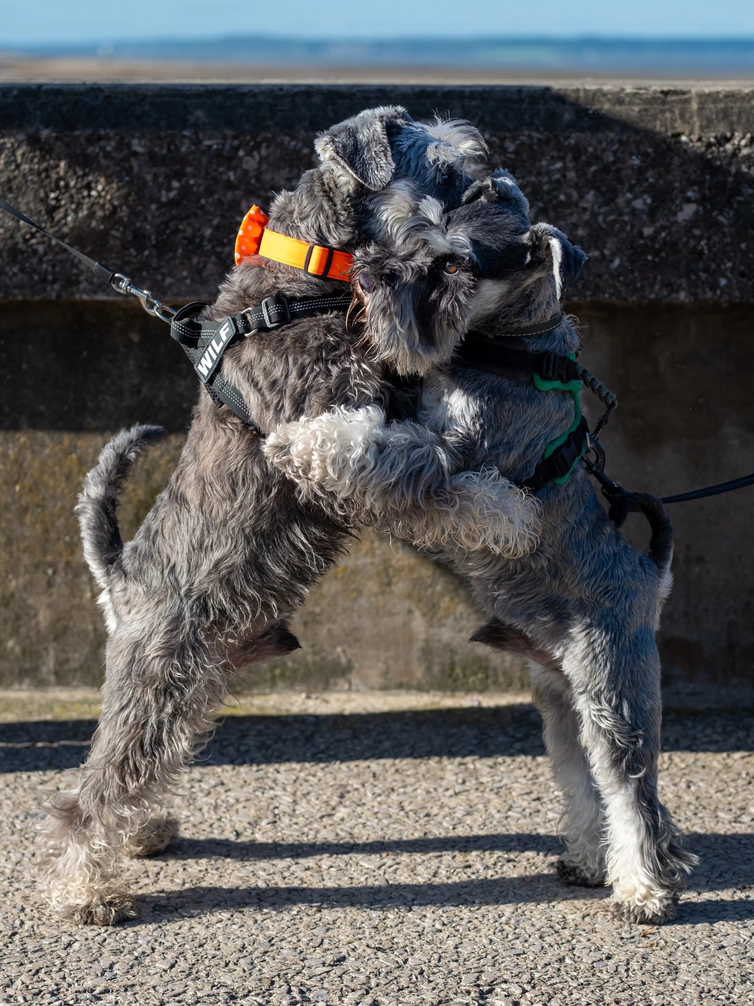 Schnauzerfest on Shore Beach, Llandudno 🧡
There were at least 30 schnauzers walking today 🐾🧡

 @schnauzerfestuk is a grant giving charity which supports rescues, fosterers and adopters by paying vet bills.
@northwalesschnauzers