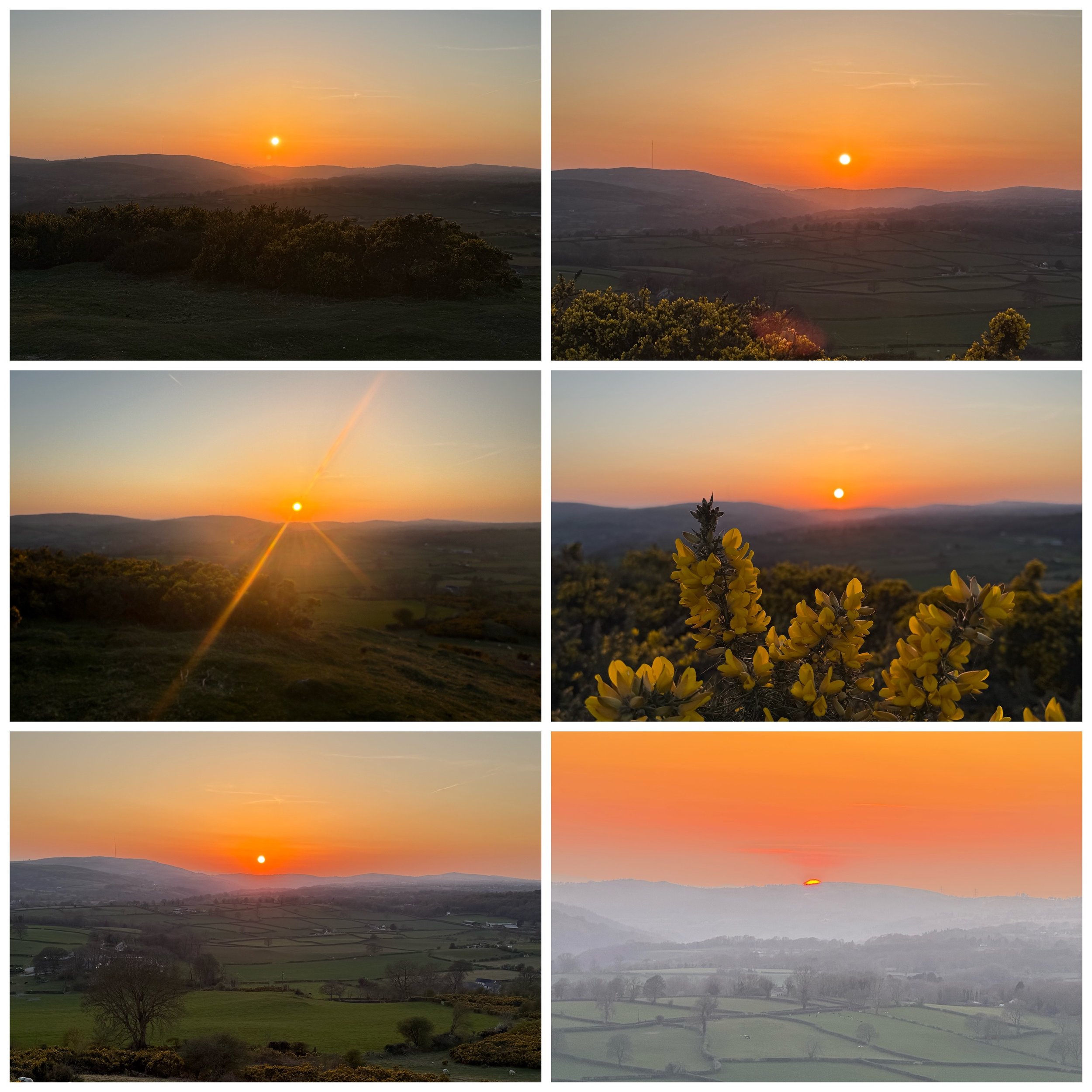 Series of six sunset landscape photos over rolling hills, with the sun setting low in the sky, some photos featuring yellow flowering bushes in the foreground