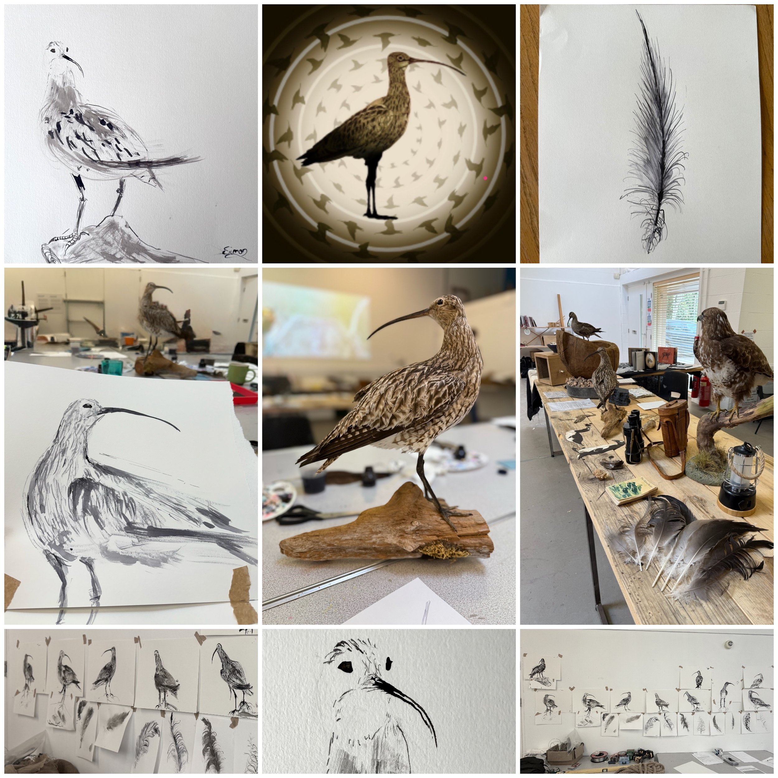 Collection of artwork, photographs, and crafting materials focused on a long-bonged bird. Includes sketches, a detailed taxidermy bird, feathers, and an art studio setup with multiple bird illustrations displayed on the walls.