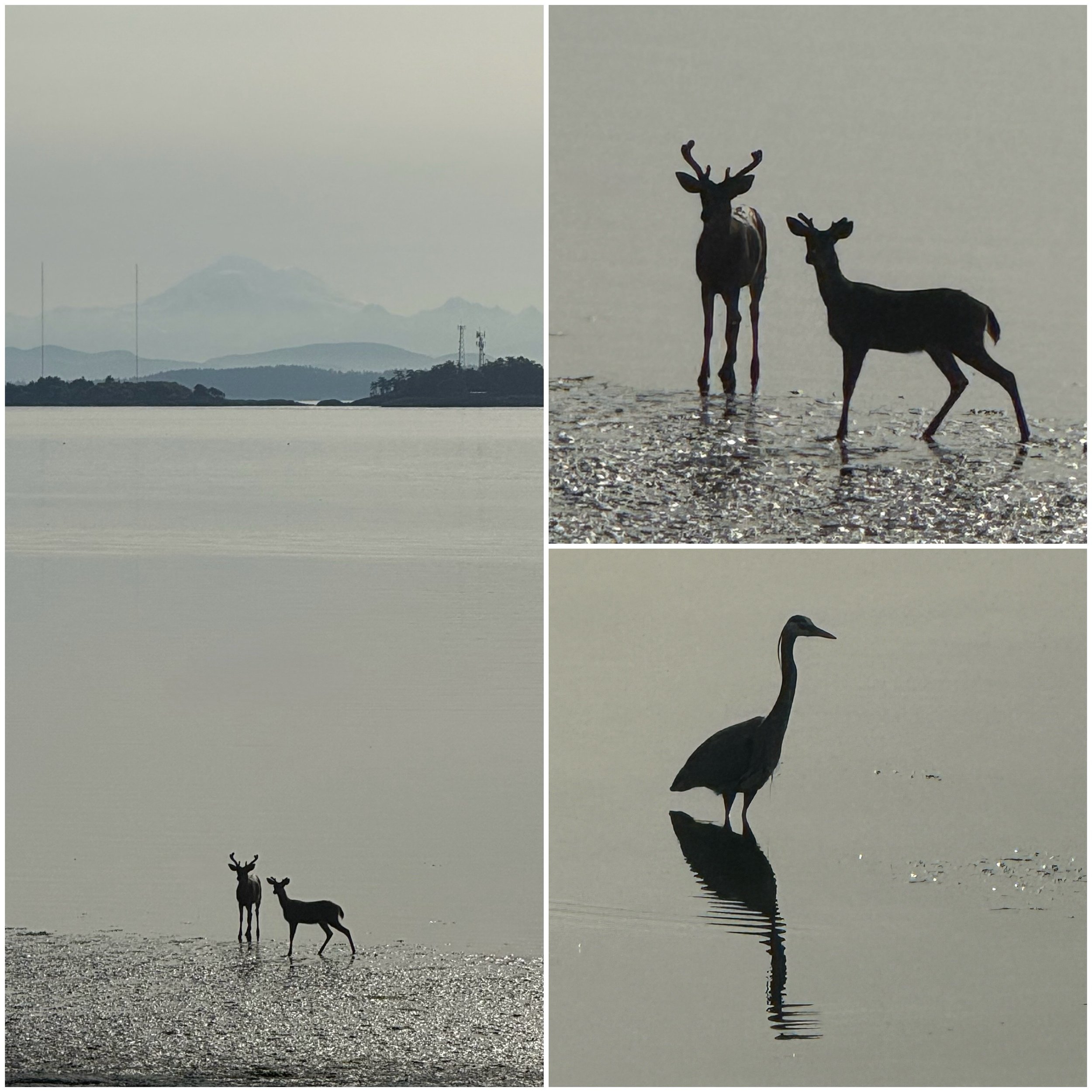 A collage of three photos showing a landscape with water and distant mountains, a pair of deer, and a heron, all reflected on the water surface.