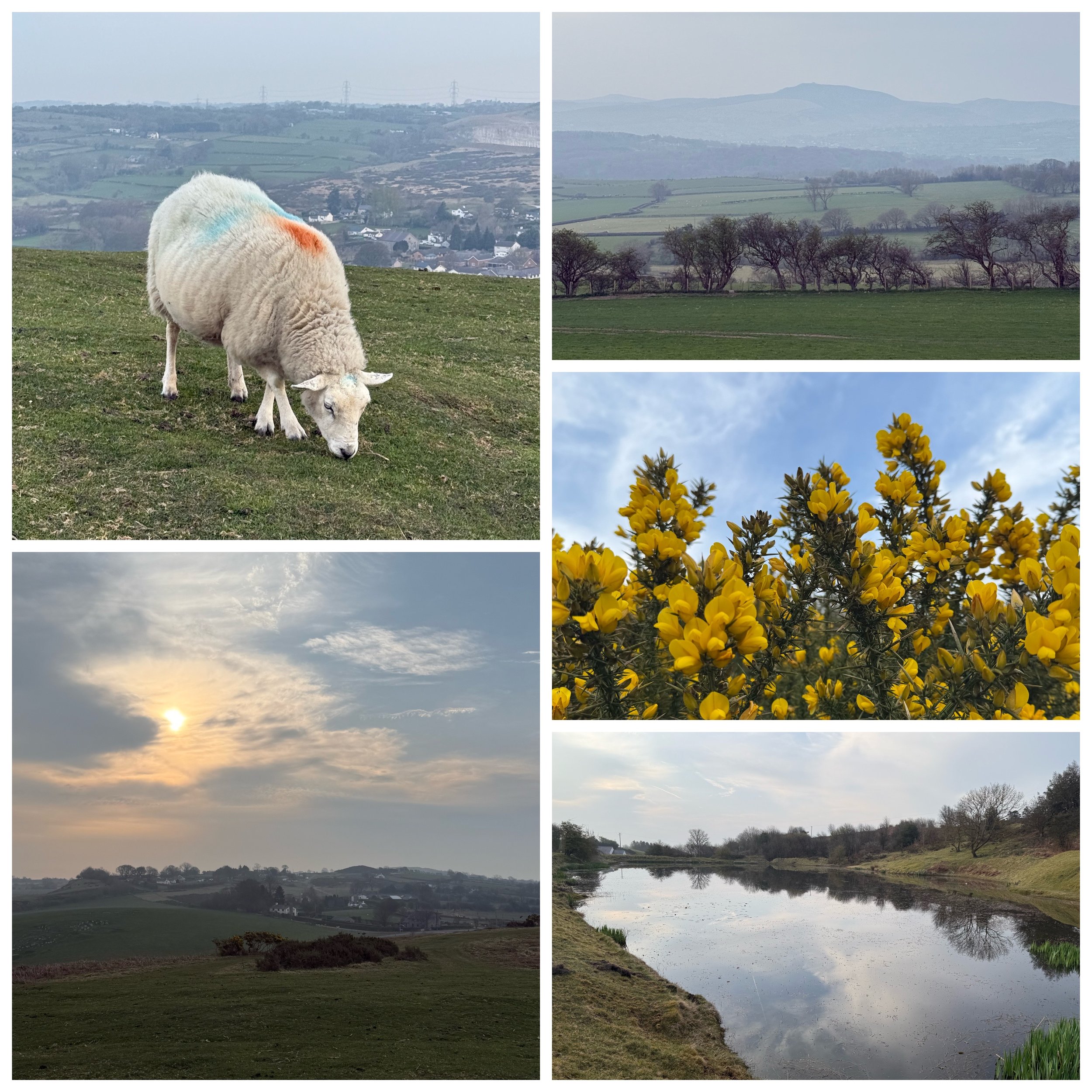 Collage of five landscape photos: A sheep grazing on a hill, rolling hills with trees and distant mountains, yellow flowering shrub, setting sun with clouds over a green field, and a calm river reflecting the sky.
