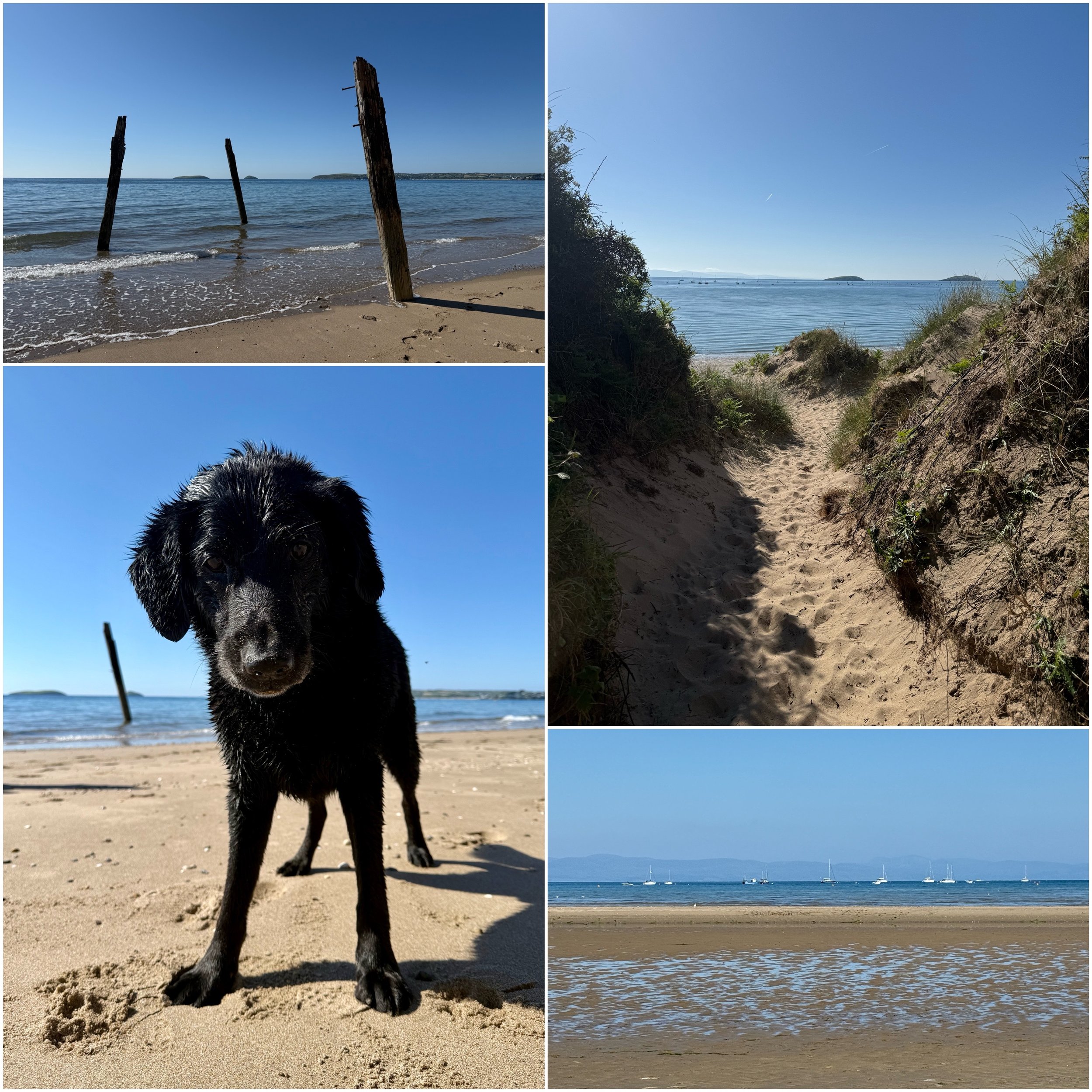 Collage of four photos of the beach. Top left: wooden posts in the water near the shore. Bottom left: wet black puppy standing on sand with ocean behind it. Top right: sandy trail through dunes leading to the ocean. Bottom right: wide view of the bea
